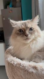 Siberische(neva Masquerade) kat te koop, Chatte ou Chat, Vermifugé, 0 à 2 ans