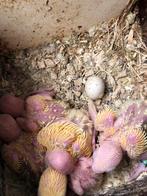 Baby dwergpapegaai, Dieren en Toebehoren, Vogels | Parkieten en Papegaaien