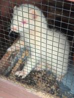 Fret, Dieren en Toebehoren, Overige Dieren, Mei, Mannelijk