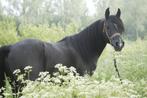 Bewezen zwarte arabische volbloed hengst TER DEKKING, Dieren en Toebehoren, Paarden en Pony's | Dekhengsten en Fokmerries, Hengst