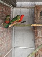 Split geel koning, Dieren en Toebehoren, Vogels | Parkieten en Papegaaien, Mannelijk, Parkiet, Geringd