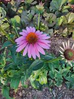 Echinacea Magnus, Tuin en Terras, Planten | Tuinplanten, Ophalen