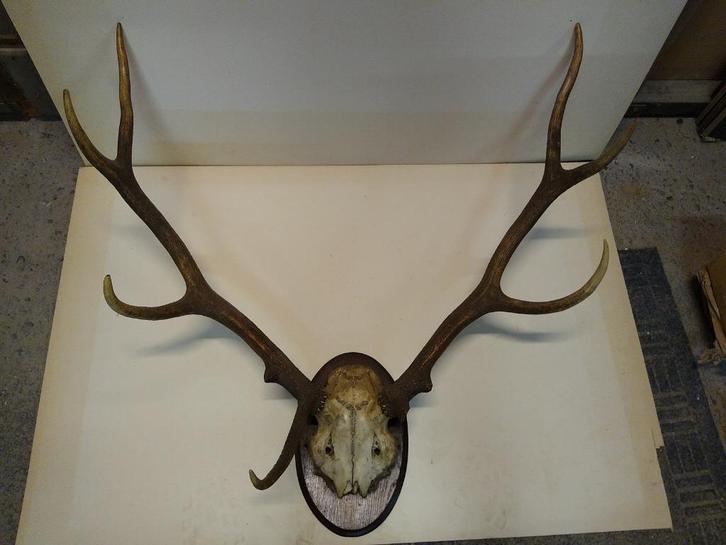 Gewei Edelhert, Verzamelen, Dierenverzamelingen, Gebruikt, Gewei of Kop, Hert, Ophalen