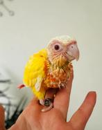 Conure lutino, Animaux & Accessoires, Oiseaux | Accessoires, Enlèvement