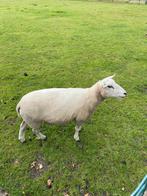 Schaap, Dieren en Toebehoren, Vrouwelijk, Schaap, 0 tot 2 jaar