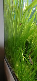 vallisneria  / javamos, Ophalen of Verzenden