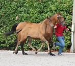 Hengstveulen dressuur, Dieren en Toebehoren, Paarden, Hengst, Dressuurpaard, Gechipt, 0 tot 2 jaar
