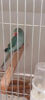 Halsbandparkiet, Dieren en Toebehoren, Geringd