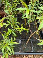 Salix undensis sekka /drakenwilg /bandwilg, Ophalen