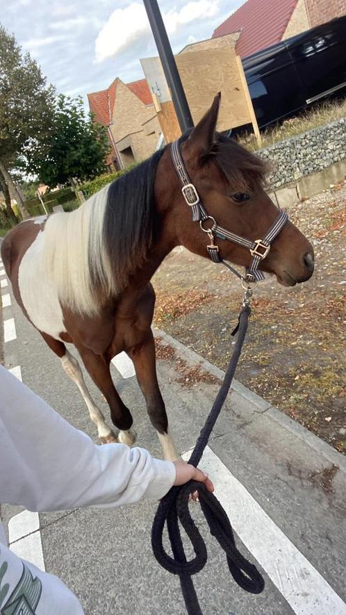 Mooie bonte jaarling merrie, Dieren en Toebehoren, Pony's, Merrie, Onbeleerd, E pony (1.48m - 1.57m), Springpony, 0 tot 2 jaar