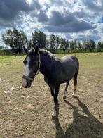 Mooie D pony ruin, Dieren en Toebehoren, Pony's, Ruin