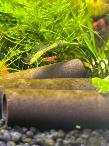 Garnalen RED FiRE (neocaridina) Baby, Dieren en Toebehoren