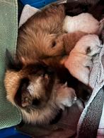 Ragdoll kittens uit stamboomouders, Dieren en Toebehoren, Meerdere dieren, Ontwormd, 0 tot 2 jaar