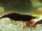 Black sakura garnalen neocaridina, Dieren en Toebehoren, Vissen | Aquariumvissen, Kreeft, Krab of Garnaal