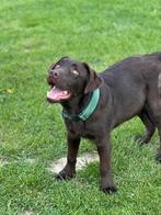 Labrador puber pup, Dieren en Toebehoren, Honden | Retrievers, Spaniëls en Waterhonden, België, Fokker | Hobbymatig, 15 weken tot 1 jaar