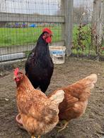 Broedeieren legkip, Dieren en Toebehoren, Pluimvee