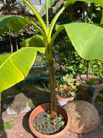 Musa basjoo, wintervaste banaan, Tuin en Terras, Ophalen