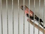 3 jonge bourkes, Dieren en Toebehoren, Vogels | Parkieten en Papegaaien, Meerdere dieren, Parkiet, Geringd