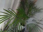 Palmier kamerplant, Huis en Inrichting, Kamerplanten, Ophalen, Palm, Halfschaduw, Minder dan 100 cm