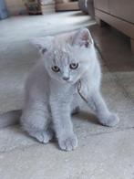 Brits korthaar Kater, Dieren en Toebehoren, Kater, Gechipt, 0 tot 2 jaar