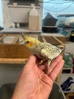 Handtamme valkparkieten, Dieren en Toebehoren