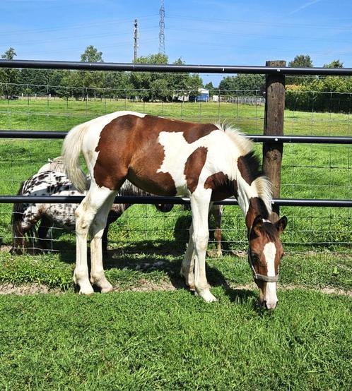 Prachtig 3-kleurig bont merrieveulen, Dieren en Toebehoren, Paarden, Merrie, 0 tot 2 jaar, Gechipt, Ontwormd