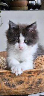 Kittens, Dieren en Toebehoren, Katten en Kittens | Raskatten | Langhaar