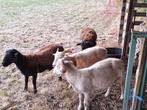 4 lammeren ruischapen te koop, Dieren en Toebehoren, Schapen, Geiten en Varkens, Schaap, 0 tot 2 jaar