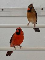 Rode kardinalen koppel, Dieren en Toebehoren, Vogels | Overige Vogels, Geringd