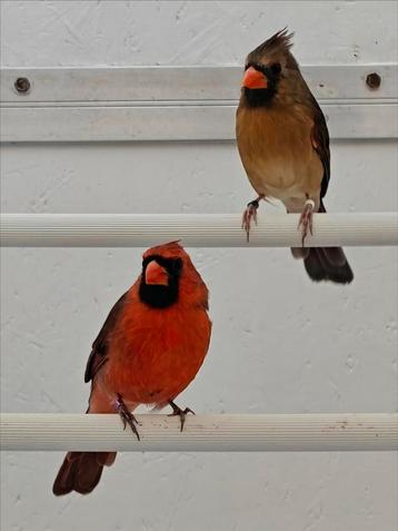 Rode kardinalen koppel  beschikbaar voor biedingen