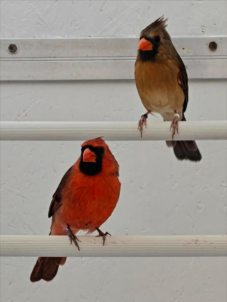 Rode kardinalen koppel, Dieren en Toebehoren, Vogels | Overige Vogels, Geringd