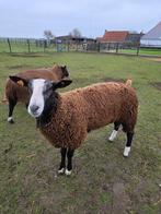 Zwartbles schaap, Animaux & Accessoires, Moutons, Chèvres & Cochons, Mouton