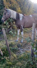 Jument pie isabelle pleine, Animaux & Accessoires