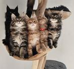 Maine coon xxl kittens met kampioen stamboom Russisch lijn, Plusieurs animaux, Vermifugé, 0 à 2 ans