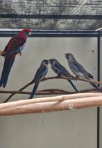 5 pennanten en 1 rosella, Dieren en Toebehoren, Meerdere dieren, Parkiet, Geringd