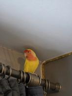 Agapornis pop, Dieren en Toebehoren