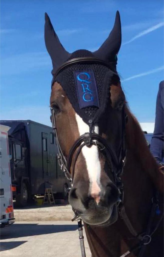 8 jarige ruin niveau 1.30, Dieren en Toebehoren, Paarden, Ruin, Z, 170 tot 175 cm, 7 tot 10 jaar, Springpaard, Met stamboom, Gechipt