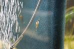 White Hercules Snails (baby’s), Slak of Weekdier, Zoetwatervis
