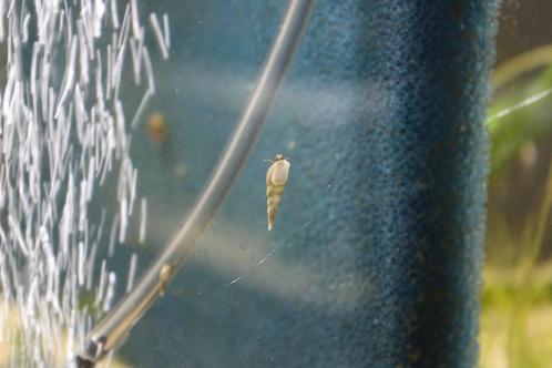 White Hercules Snails (baby’s), Dieren en Toebehoren, Vissen | Aquariumvissen, Zoetwatervis, Slak of Weekdier