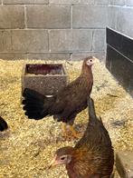 Trio’s leghorn goudpatrijs te koop, Dieren en Toebehoren, Pluimvee, Meerdere dieren, Kip