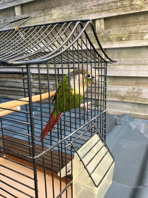 ZEER LIEVE TAMME PYRRHURA  120 EURO, Dieren en Toebehoren, Vogels | Parkieten en Papegaaien, Papegaai, Tam