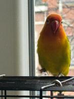 Inséparables, Perroquet nain ou Inséparable