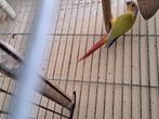 Pyrrhura molinae, Dieren en Toebehoren, Vogels | Parkieten en Papegaaien, Mannelijk, Parkiet