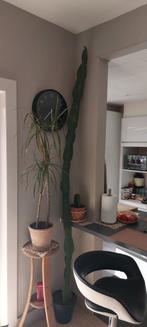 Euphorbia Trigona Cactus, Huis en Inrichting, Kamerplanten, Cactus, Ophalen
