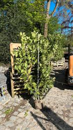 Wintergroene haagplanten Prunus laurocerasus 'Rotundifolia’, Jardin & Terrasse, Plantes | Arbres, Enlèvement
