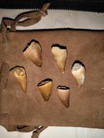 Set de dents Mosasaurus #2, Enlèvement ou Envoi, Fossile