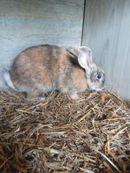 Rammelaar, Dieren en Toebehoren, Januari, Mannelijk