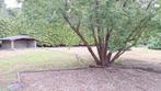 TE KOOP - Woning met grote tuin (3075m²), Vrijstaande woning, Brecht, Provincie Antwerpen, 1500 m² of meer