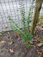 Liguster / ligustrum haagplanten, Tuin en Terras, Ophalen, Liguster, Haag, Minder dan 100 cm