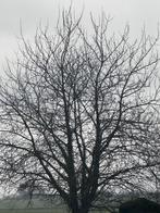 Op zoek naar een snoeischaar (gratis hout), Ophalen of Verzenden